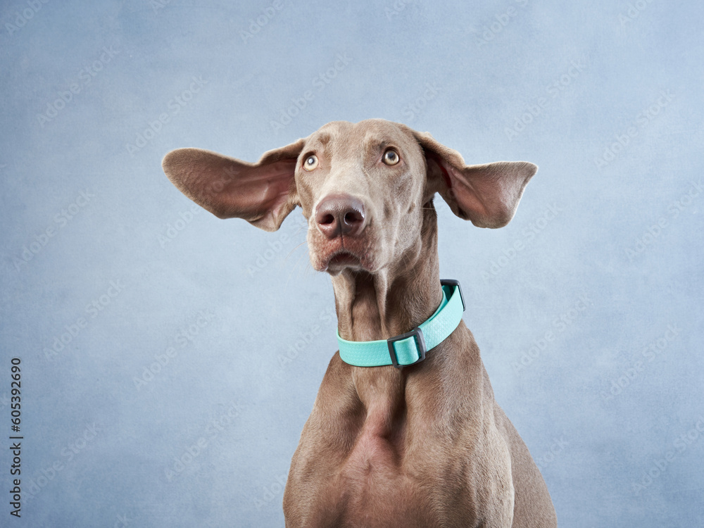 funny weimaraner. Happy dog on a blue background.Pet in studio portrait indoor funny weimaraner. Happy dog on a blue background.Pet in studio portrait indoor