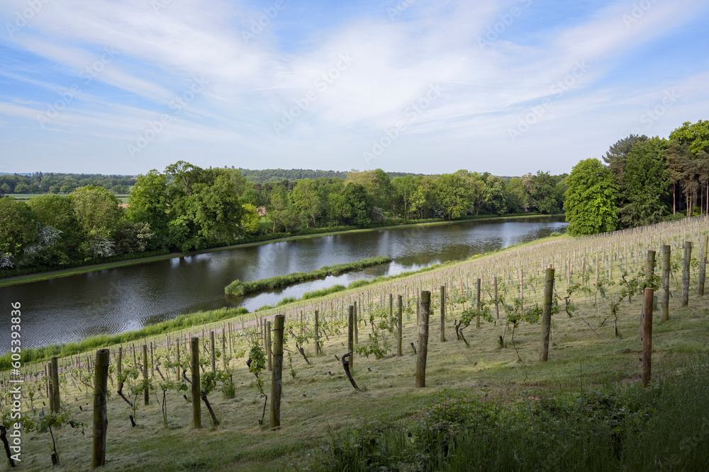 Vineyard at Painshill Park Gardens in Surrey Vineyard at Painshill Park Gardens in Surrey