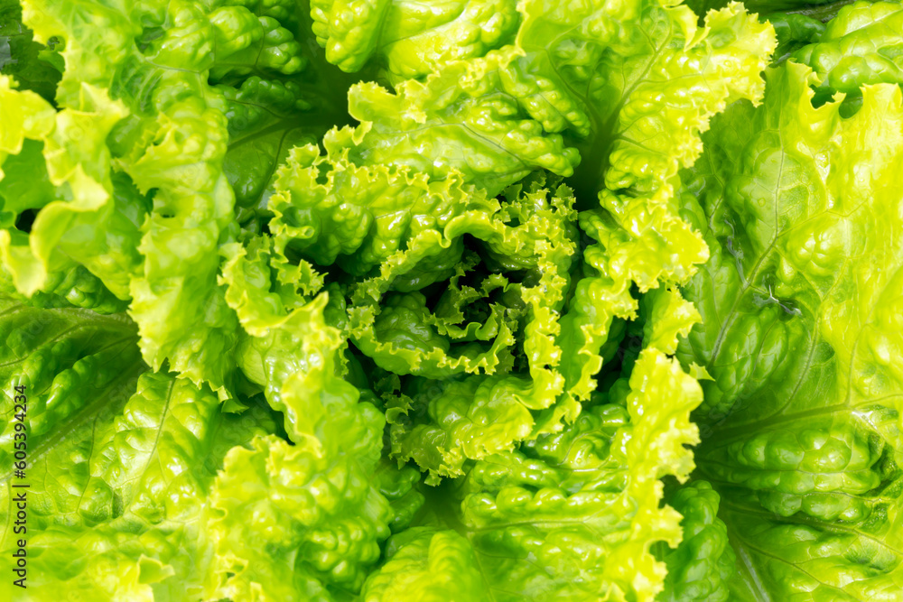 Large green salad leaves in the sunshine. New harvest. Useful greens. Health or vegetarian food. Locally grown. Selective focus, defocus Large green salad leaves in the sunshine. New harvest. Useful greens. Health or vegetarian food. Locally grown. Selective focus, defocus