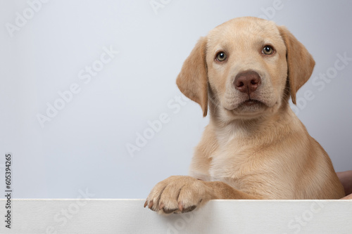 Labrador puppy portrait banner