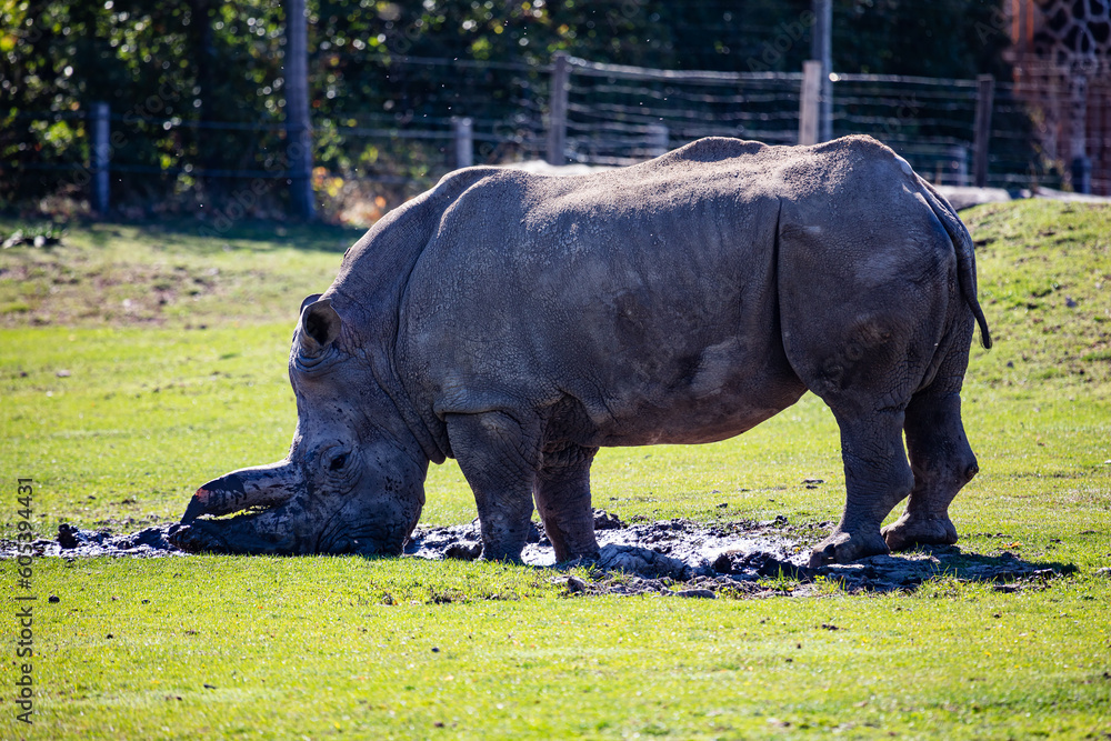 Naklejka premium White rhinoceros. Mammal and mammals. Land world and fauna. Wildlife and zoology.