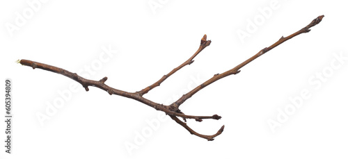 Valokuva dry twig on a transparent isolated background. png