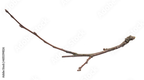 dry twig on a transparent isolated background. png