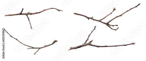 Fotografie, Obraz dry twig on a transparent isolated background. png