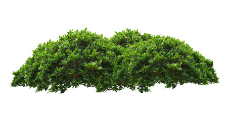 green bush isolated transparency background.	