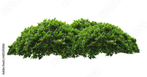 Fotobehang green bush isolated transparency background.