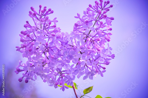 Sprig of blooming lilac with green foliage on blue background.