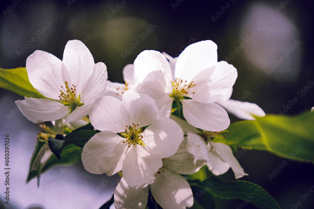 White flowers of blooming apple tree against background young green foliage. White flowers of blooming apple tree against background young green foliage.
