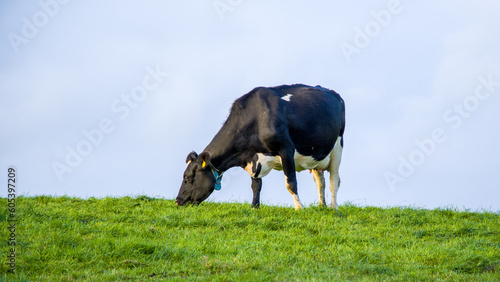 black and white cow grazes on a green Irish meadow.