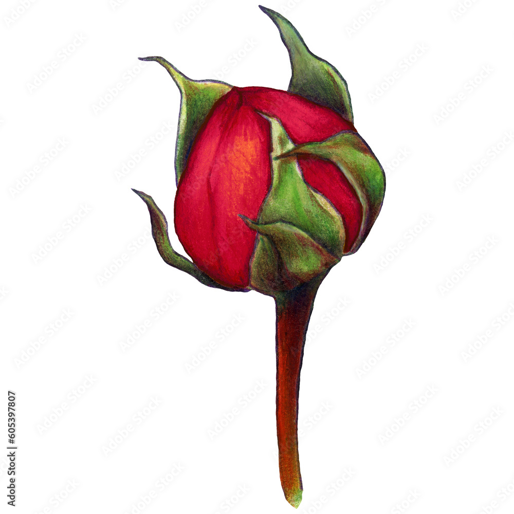Fototapeta premium watercolor illustration of dark red rose bud