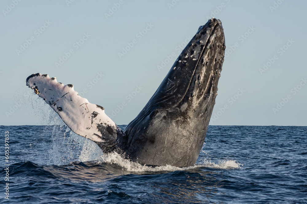 Fototapeta premium Happy whale on a whale watching touristic tour 