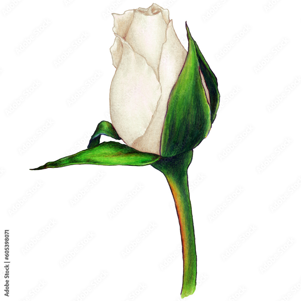 watercolor illustration of white rose bud watercolor illustration of white rose bud