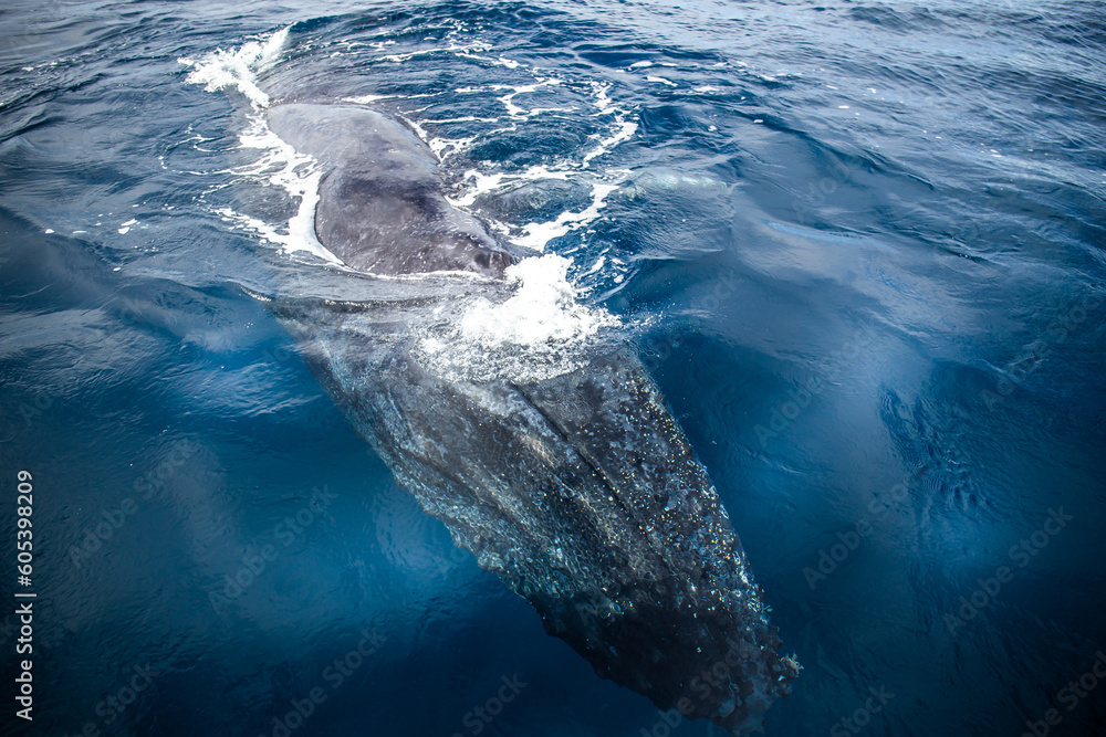 Naklejka premium Happy whale on a whale watching touristic tour