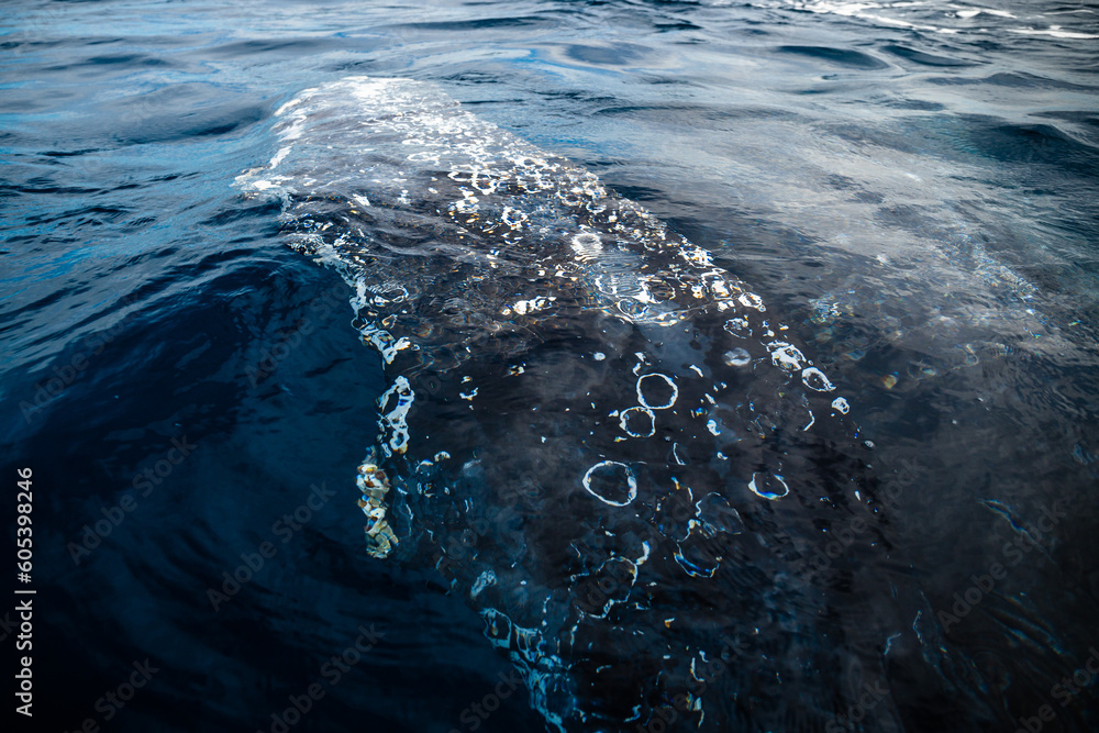 Obraz premium Happy whale on a whale watching touristic tour 