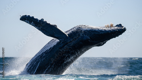 Happy whale on a whale watching touristic tour  © Rui
