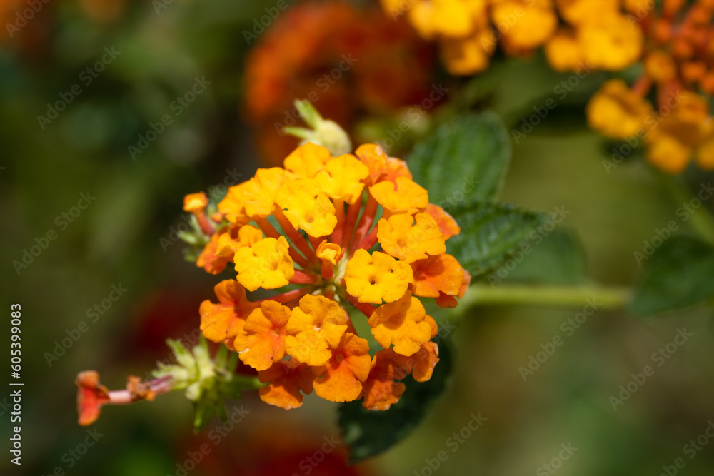 Beautiful colored macro wildflowers in the garden on a sunny day in summer or spring Beautiful colored macro wildflowers in the garden on a sunny day in summer or spring