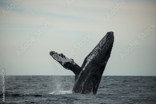 Happy and famous whale on a whale watching touristic tour © Rui
