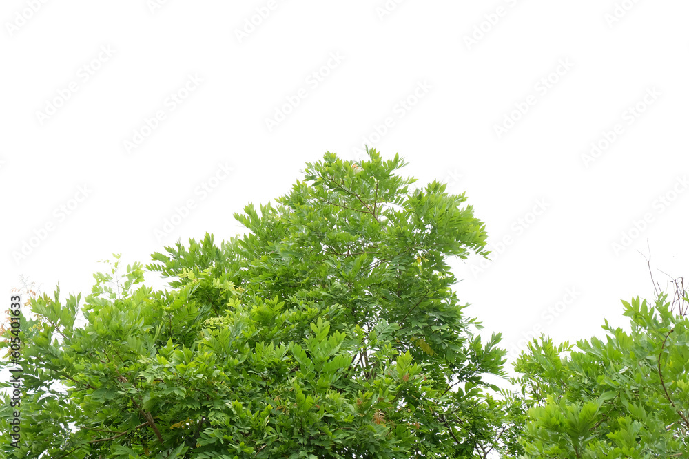 Fototapeta premium green grass isolated on white background