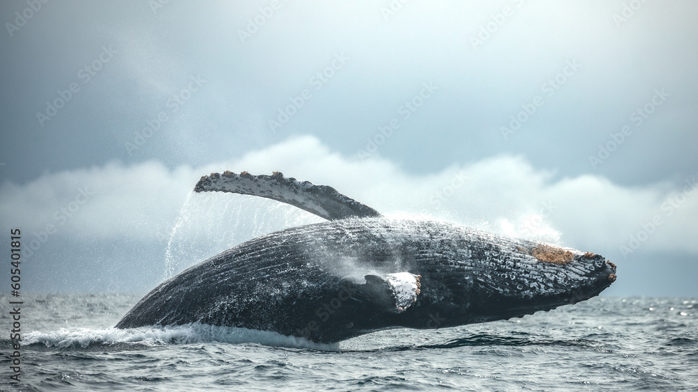 Obraz premium Happy and famous whale on a whale watching touristic tour