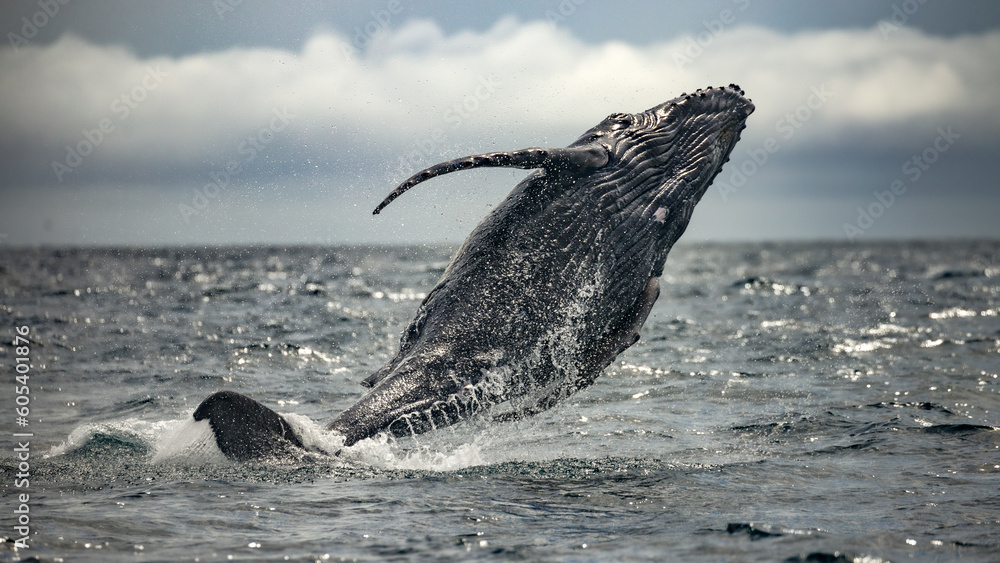 Fototapeta premium Happy and famous whale on a whale watching touristic tour