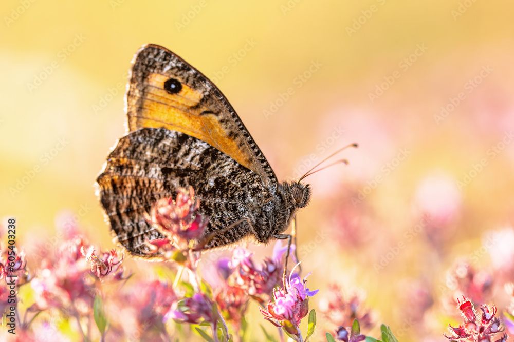 Obraz premium Rock grayling butterfly on Thyme