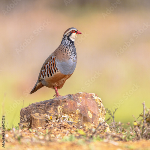 Cuadro en lienzo Red Legged Partridge Standing Guard