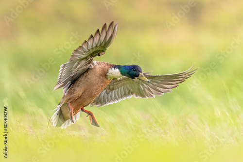 Wild Duck Landing in Grassland