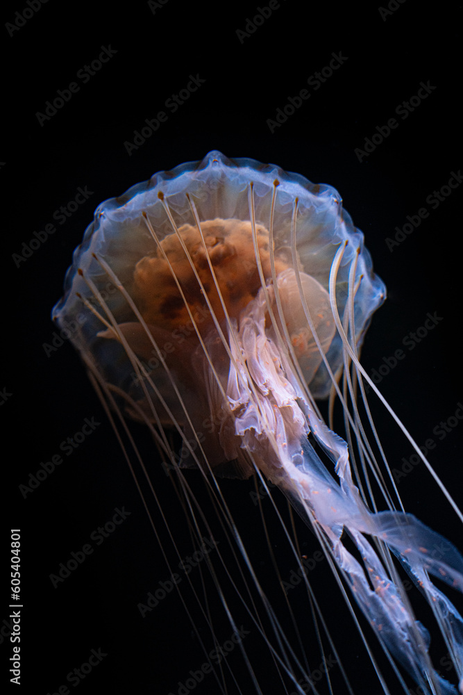 compass jellyfish with black background floating underwater Stock Photo ...