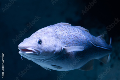 Atlantic cod underwater