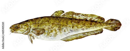 Fotografi Watercolor burbot (lota lota)