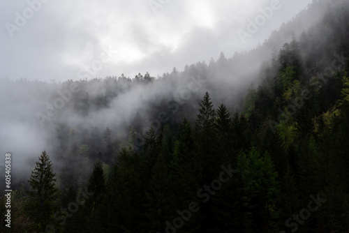 Forest on the mountain with fog in dark green