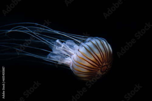 compass jellyfish with black background floating underwater