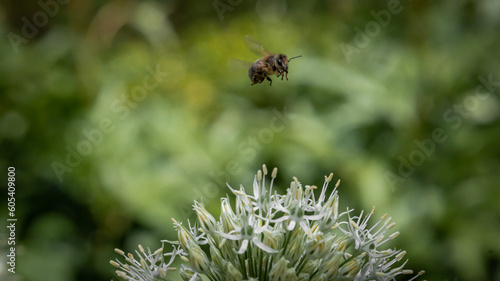 pszczoła zapylający kwiaty, zbierająca nektar - makro © Ignacy