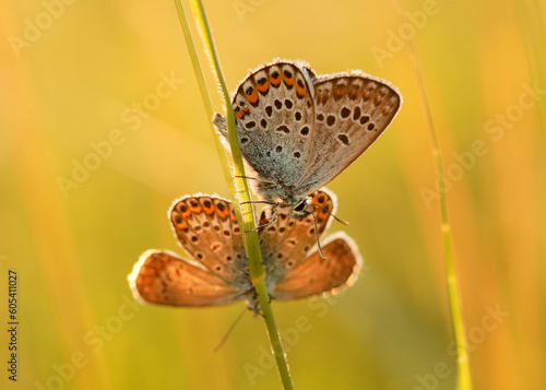 Makro pary motyli Modraszka Argusa na łące