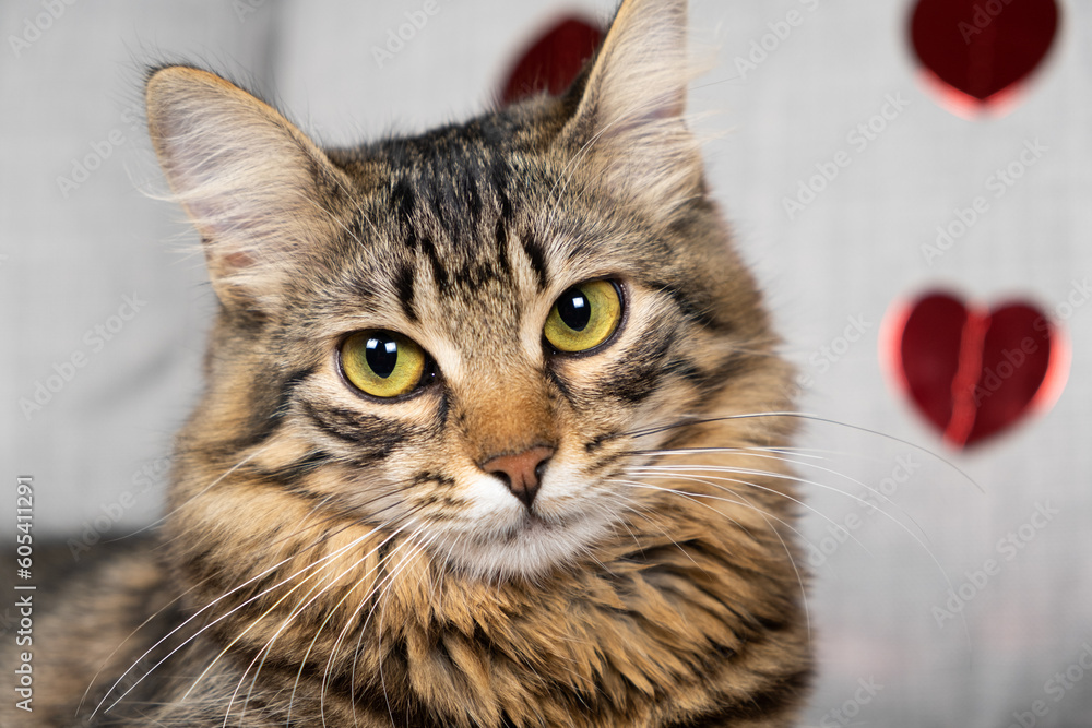 Portrait of a young beautiful cat on the background of red hearts on Valentine's Day