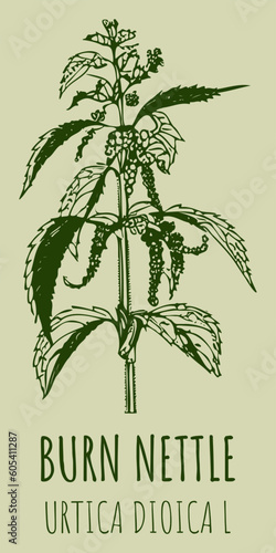 Vector drawings BURN NETTLE. Hand drawn illustration. Latin name URTICA DIOICA L. 
