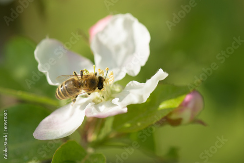 Honey bee collecting bee pollen from apple blossom