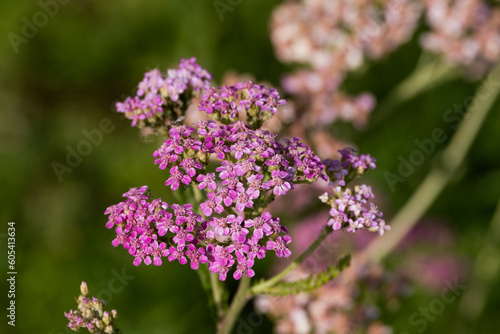 Beautiful colored macro wildflowers in the garden on a sunny day in summer or spring