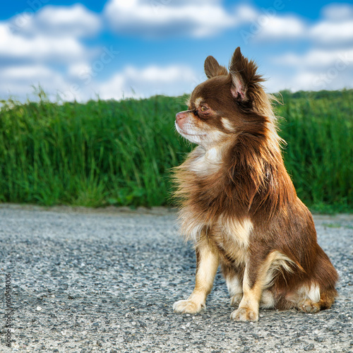 Portrait von einem süßen Chihuahua namens Filou photo