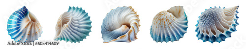 collection of beautiful white and blue seashells. Isolated on the transparent background. 