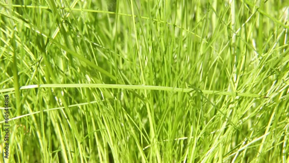 Green lawn grass. Young lawn grass in spring. Green lawn grass. Young lawn grass in spring.