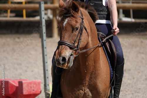 Un cheval au galop lors d'un entrainement d'équitation 