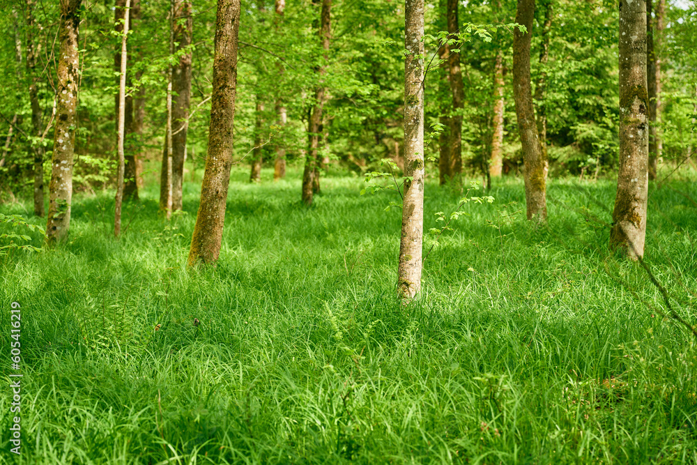 Obraz premium Eine zauberhaft saftige Waldwiese.