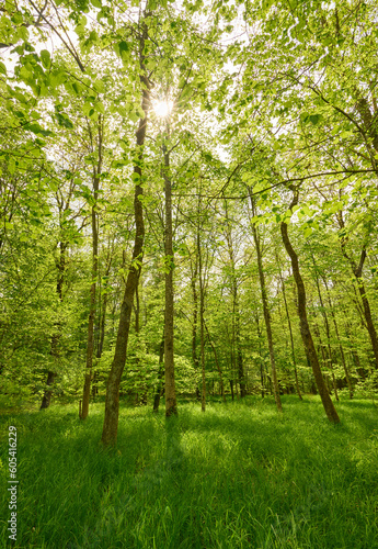 Eine zauberhafte Waldwiese im jungen frühlingshaften Wald. Die Sonne scheint durch das lockere Blätterdach und taucht alles in ein frische Grün.