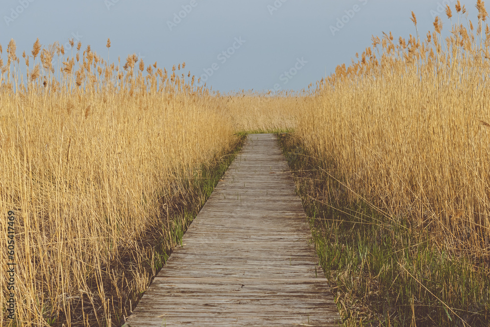 Obraz premium boardwalk on the beach
