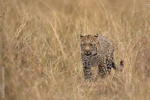 Leopard in the savannah grassland, Masai Mara, Kenya