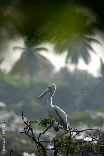 Spot-billed pelicans perched on tree at Uppalapadu Bird Sanctuary, India photo