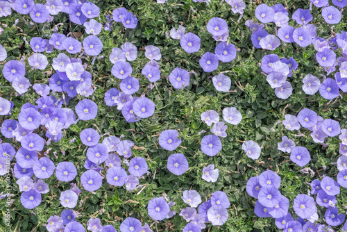 Vászonkép Field bindweeds. Convolvulus flowers. Flower background.