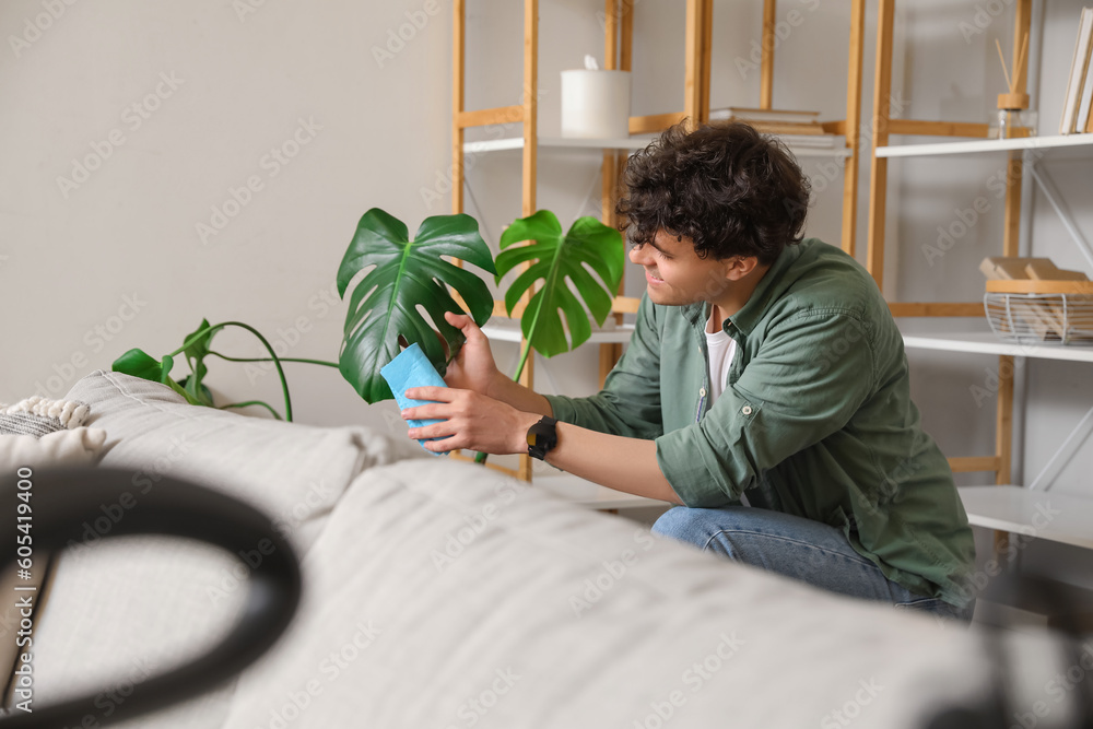 Young man wiping leaves of Monstera houseplant at home