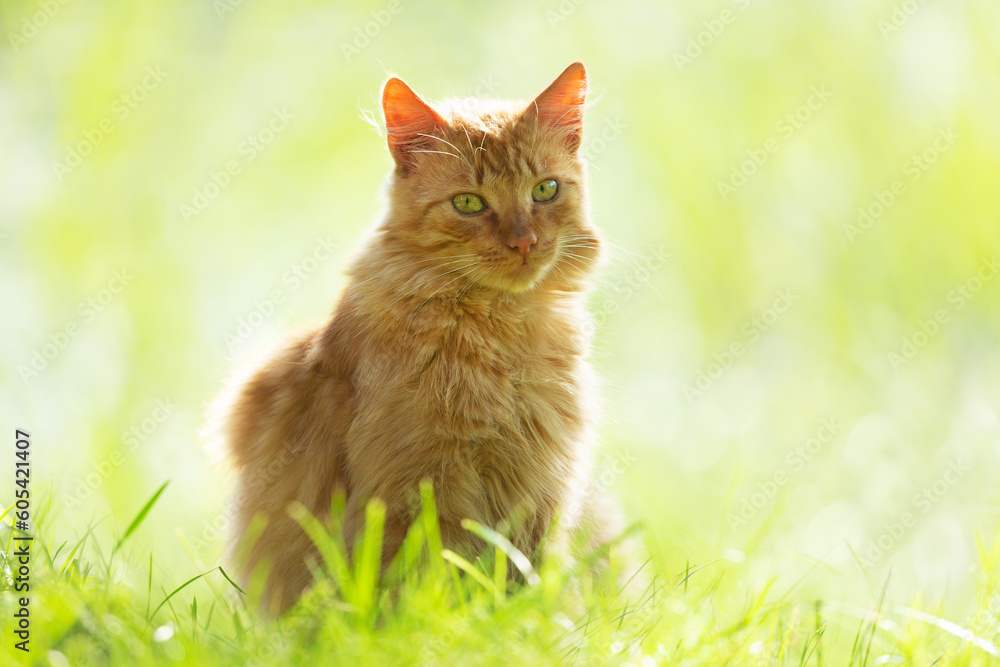 Fluffy red cat sitting on the grass